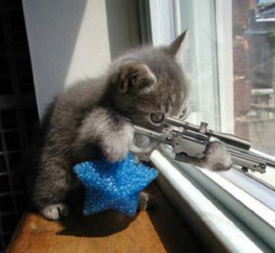 sniper-cat1